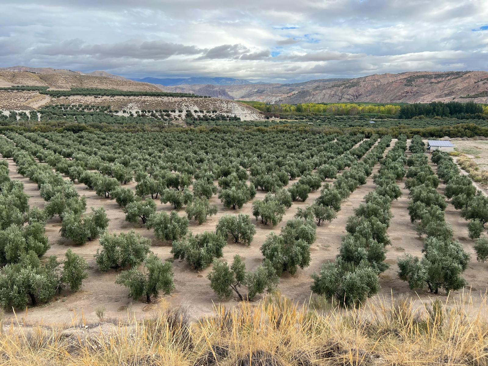 Finca Molino de Carrilla en Granada